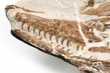 Fossil Mosasaur Skull With Vertebrae - Asfla, Morocco #225275-2